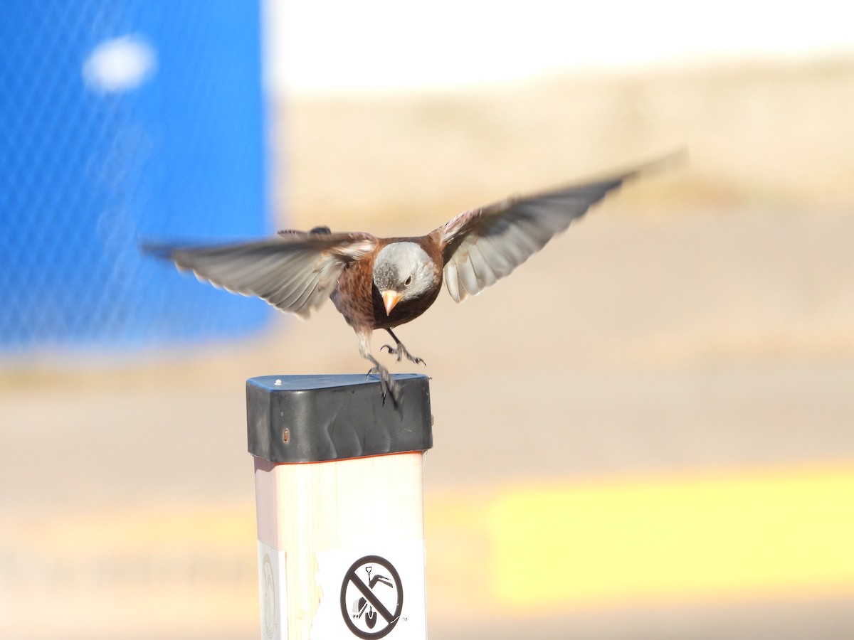 Gray-crowned Rosy-Finch (Hepburn's) - ML645423980