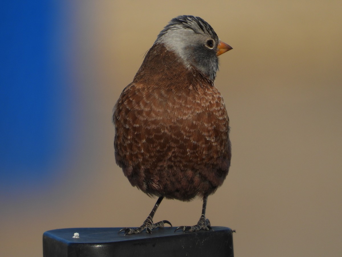 Gray-crowned Rosy-Finch (Hepburn's) - ML645423981