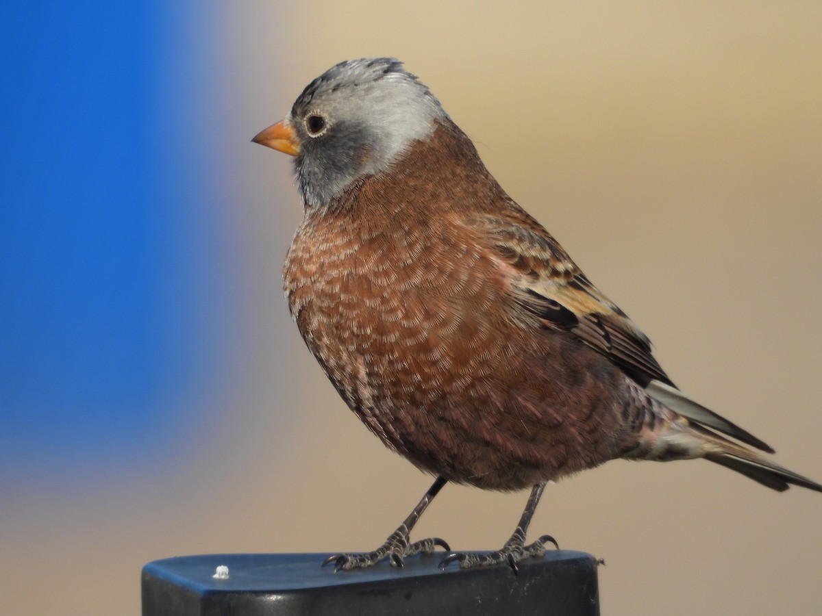 Gray-crowned Rosy-Finch (Hepburn's) - ML645423982
