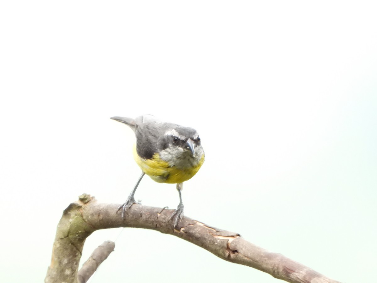 Sucrier à ventre jaune - ML645423985