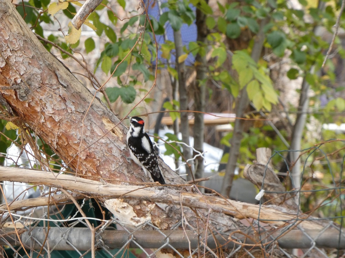 Downy Woodpecker - ML645423986