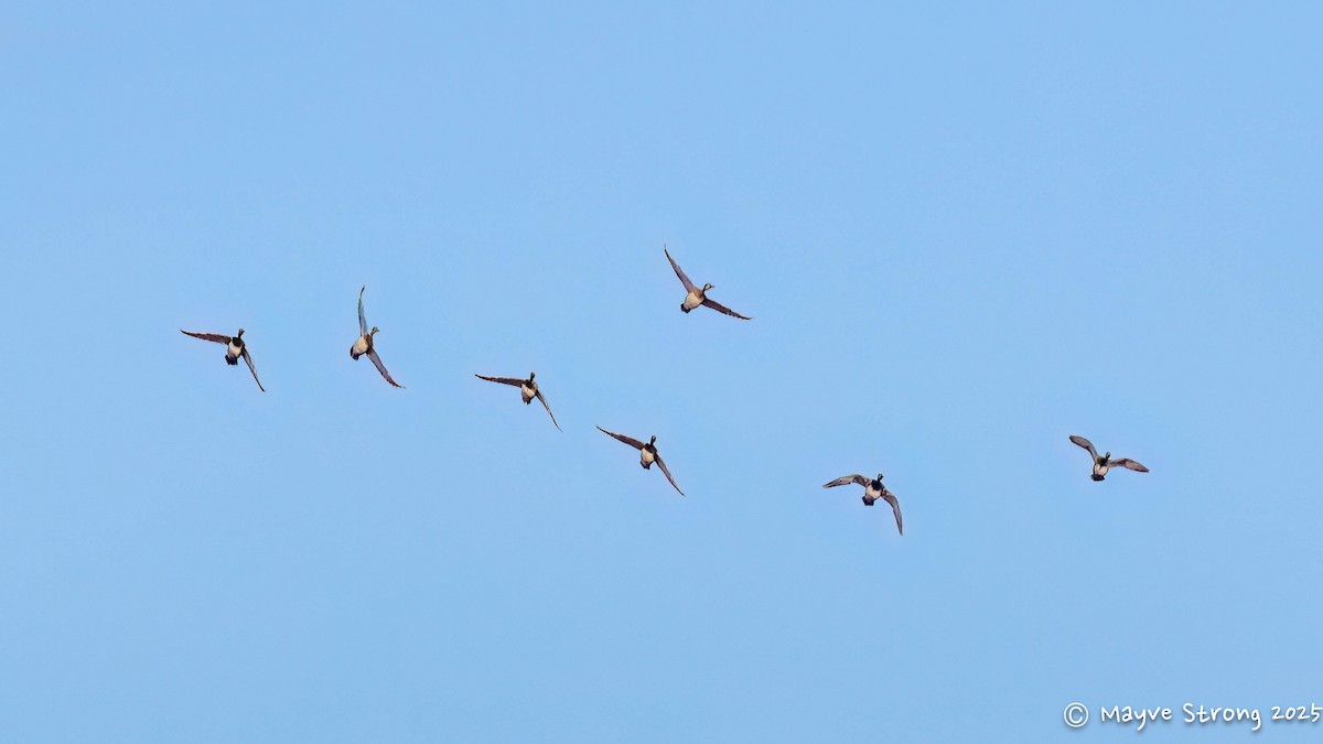 Canada Goose - ML645423990