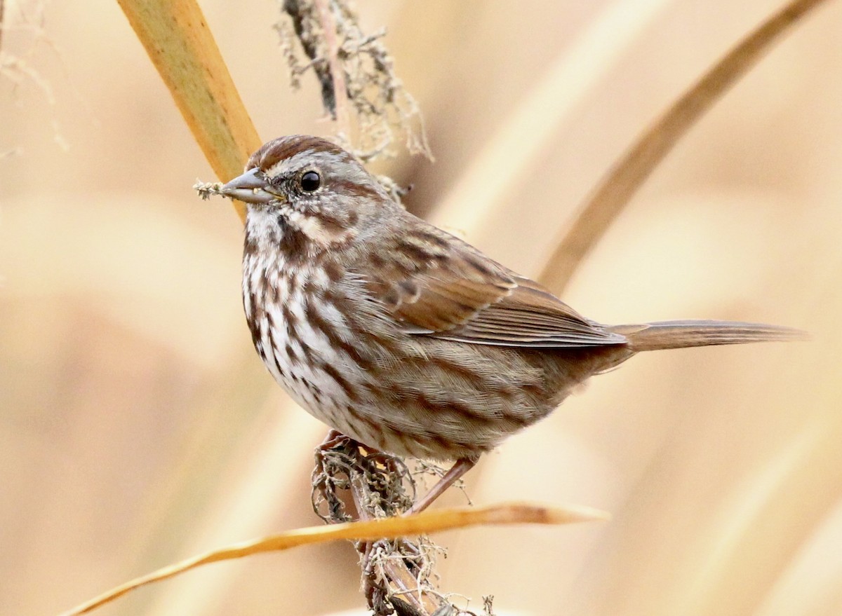 Song Sparrow - ML645423999