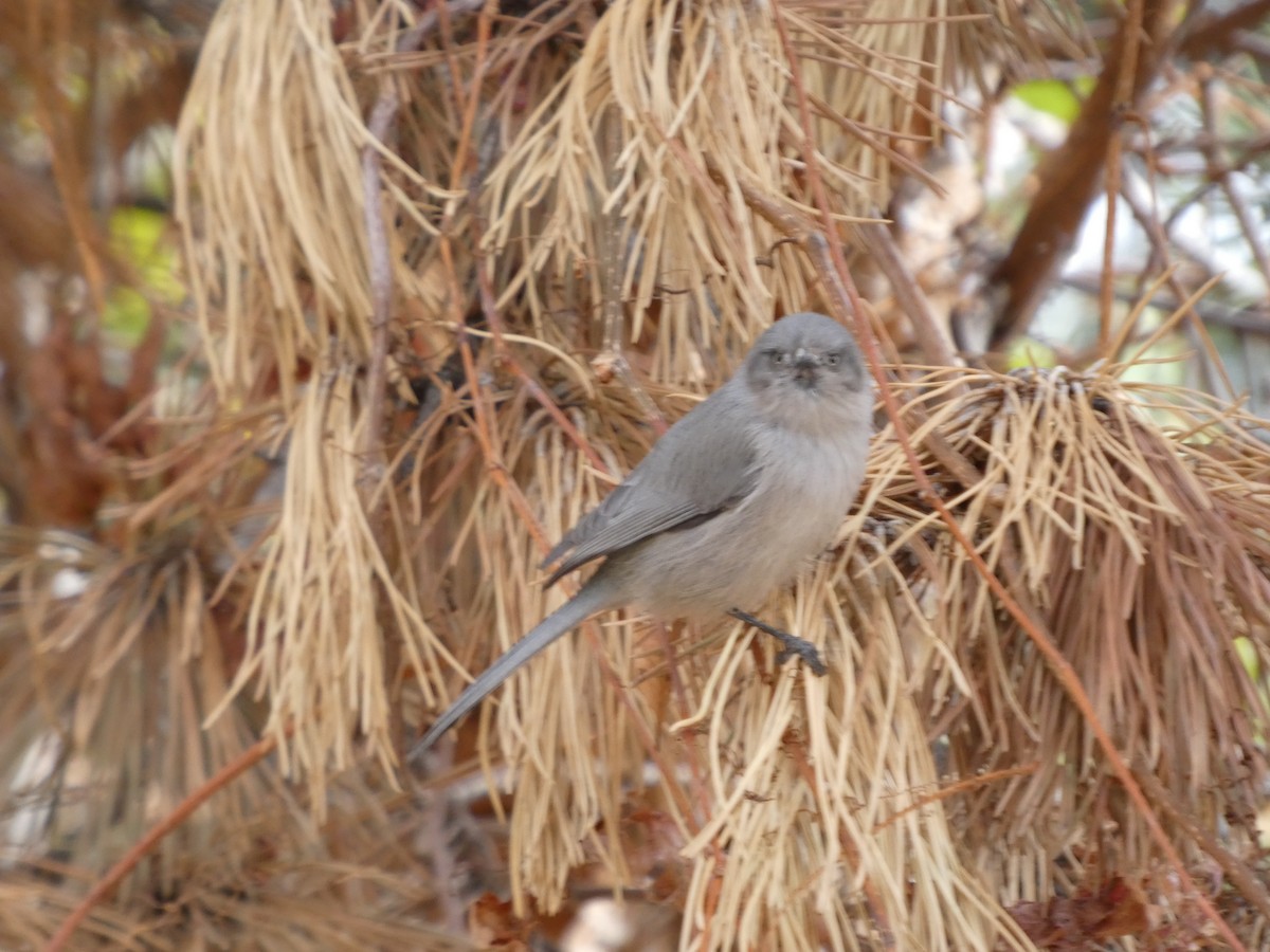 Bushtit - ML645424002