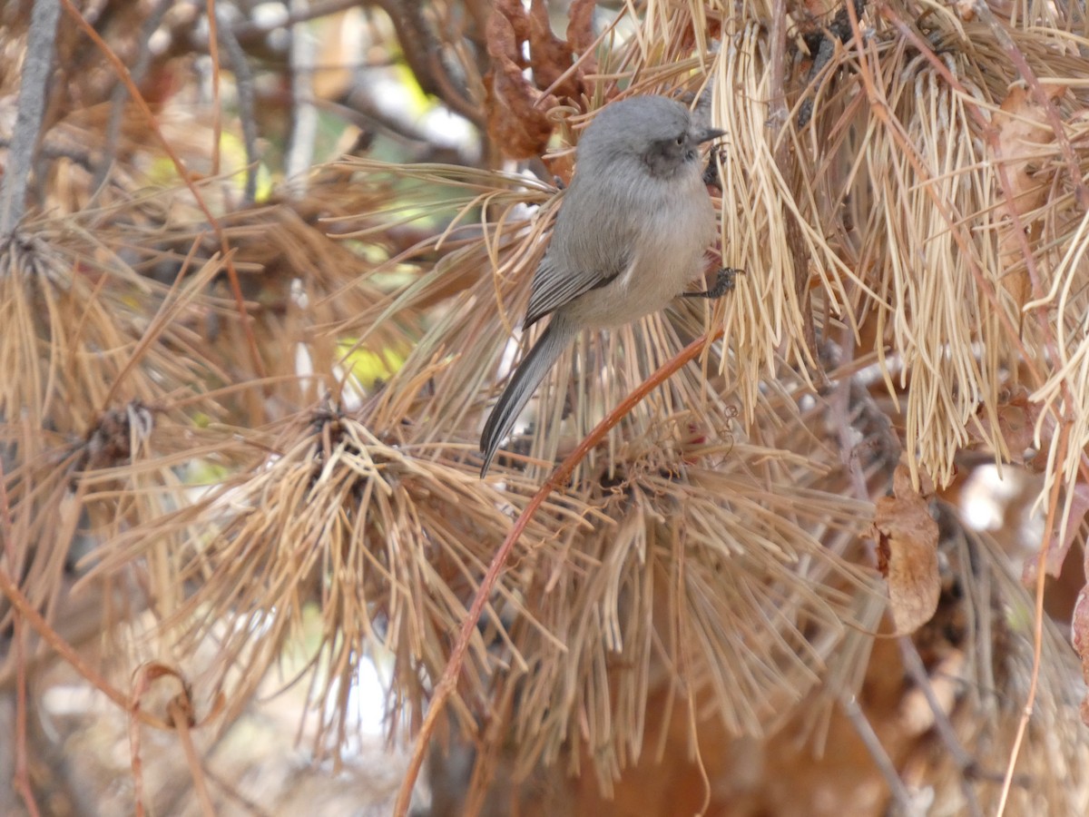 Bushtit - ML645424003