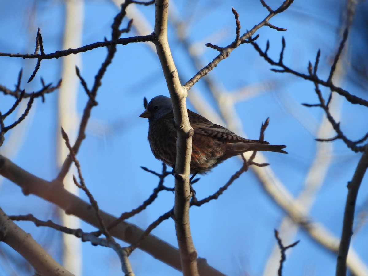 Gray-crowned Rosy-Finch (Hepburn's) - ML645424004