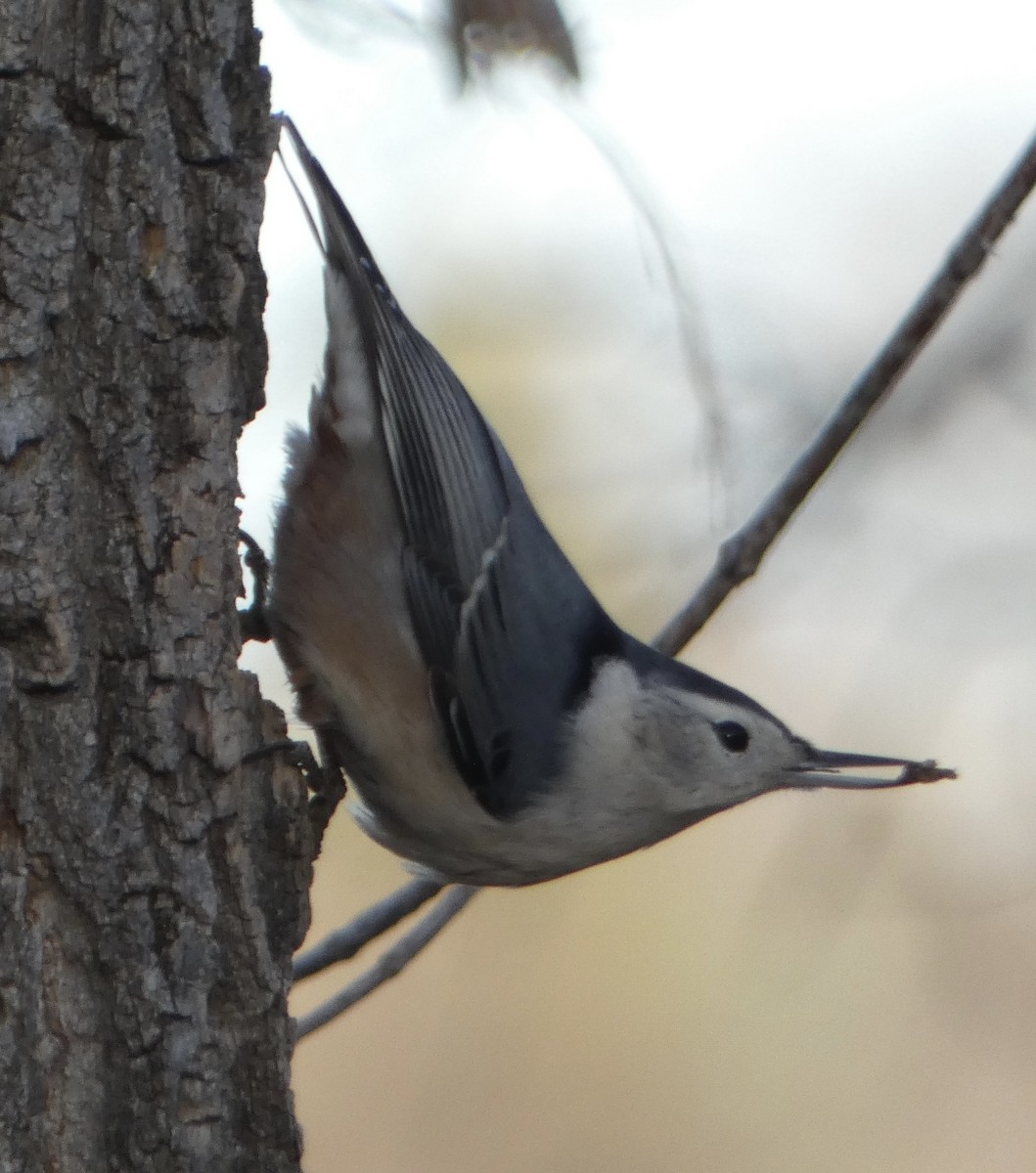 Sittelle à poitrine blanche - ML645424014