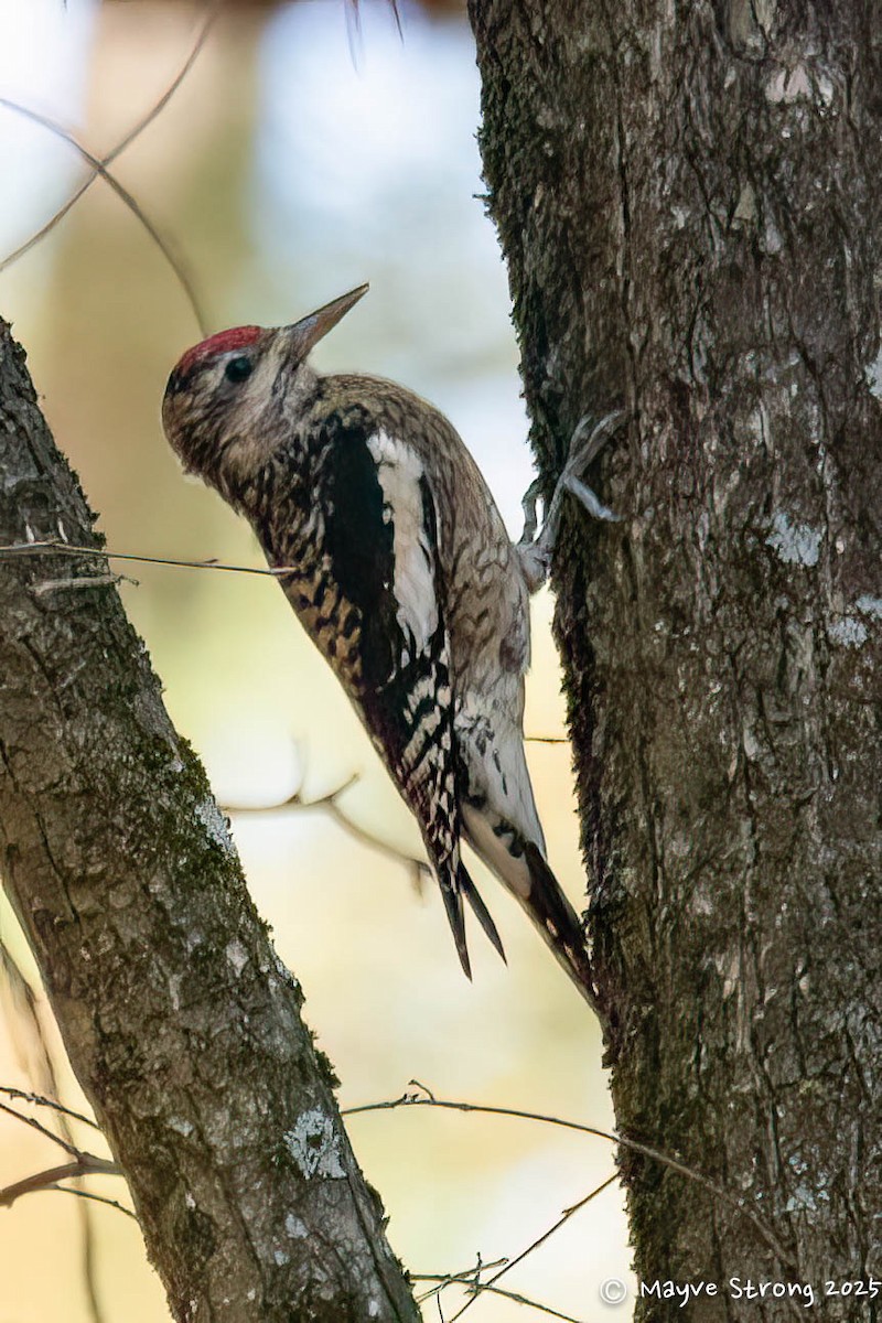 Yellow-bellied Sapsucker - ML645424016