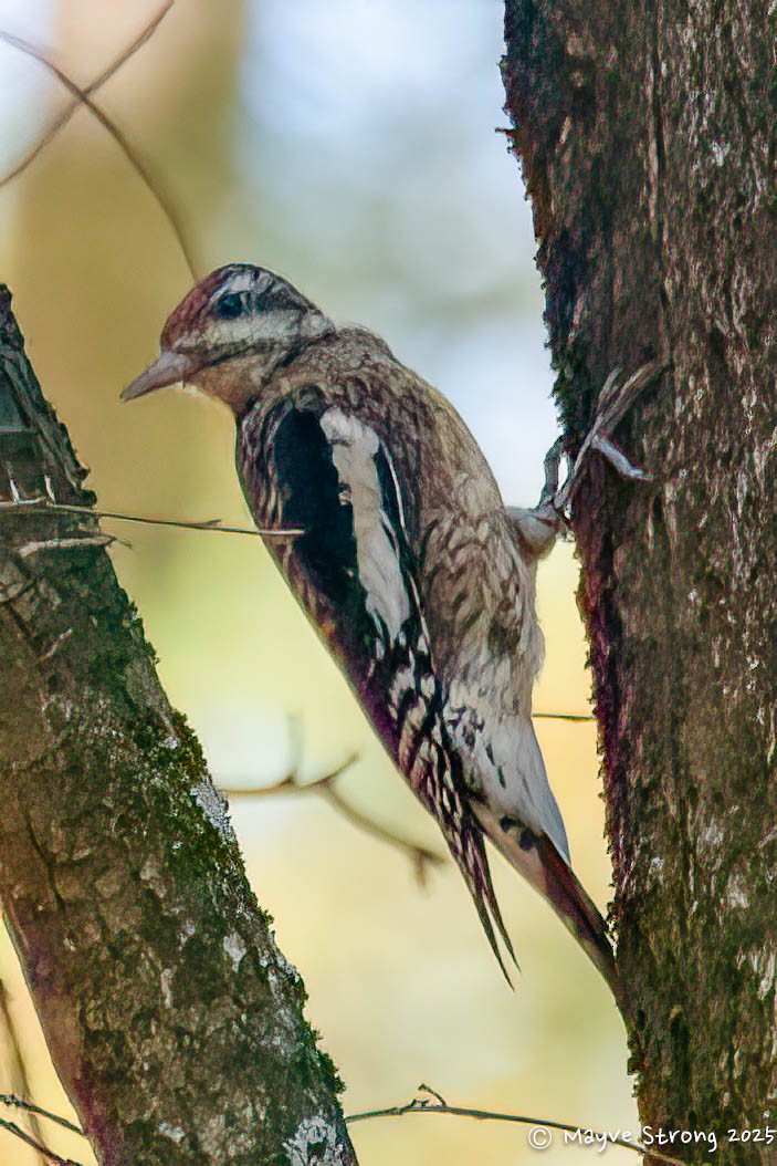 Yellow-bellied Sapsucker - ML645424017
