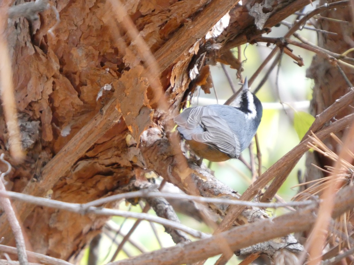 Red-breasted Nuthatch - ML645424020