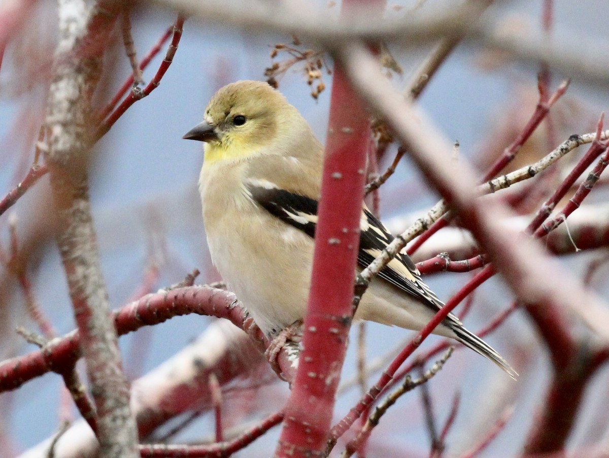 American Goldfinch - ML645424021