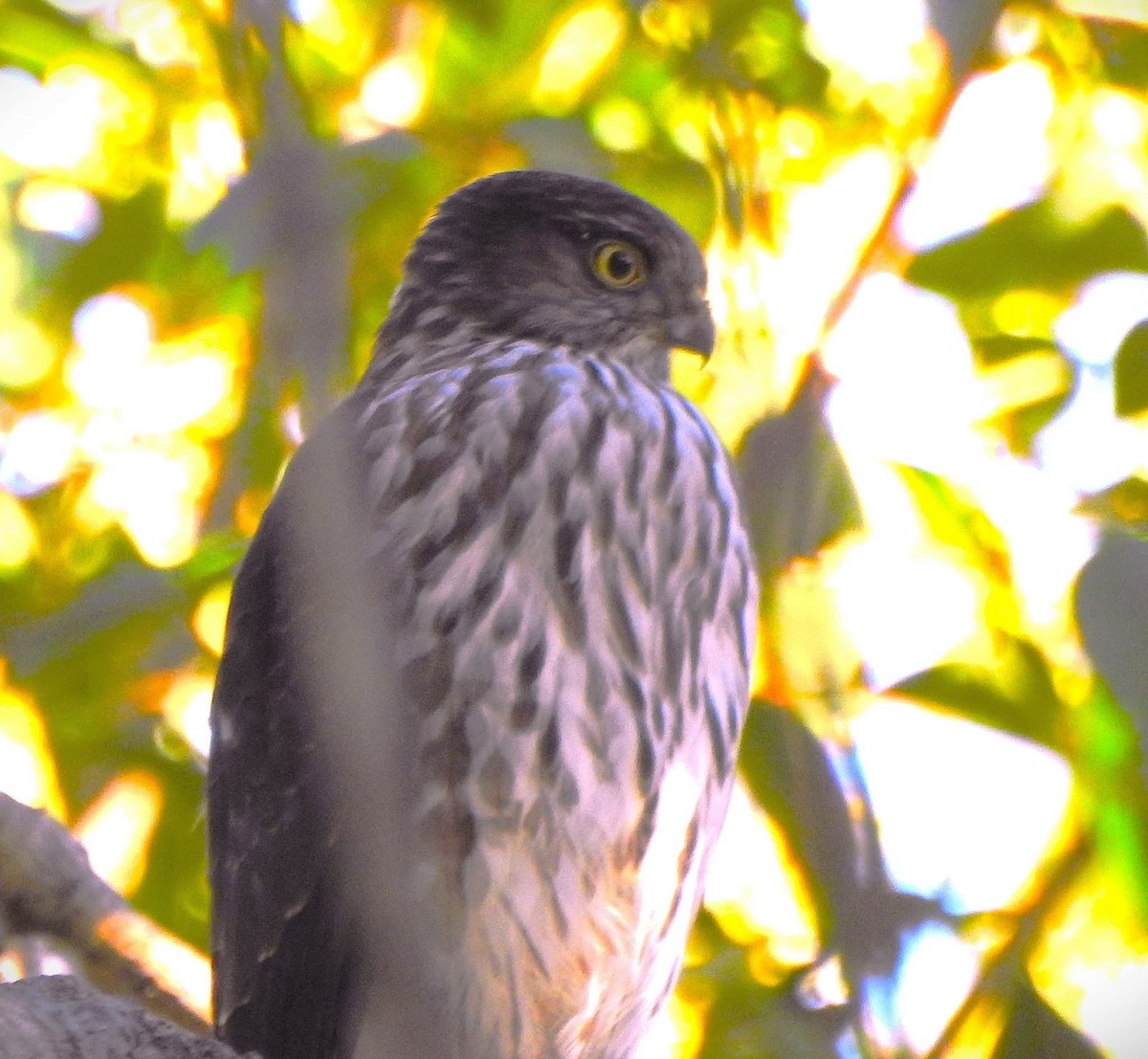 Sharp-shinned Hawk - ML645424022