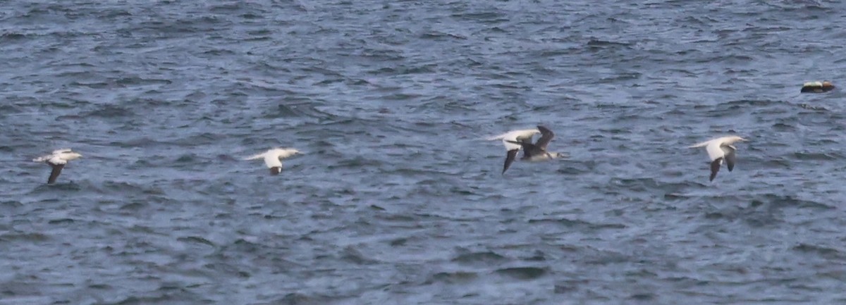 Northern Gannet - ML645424023