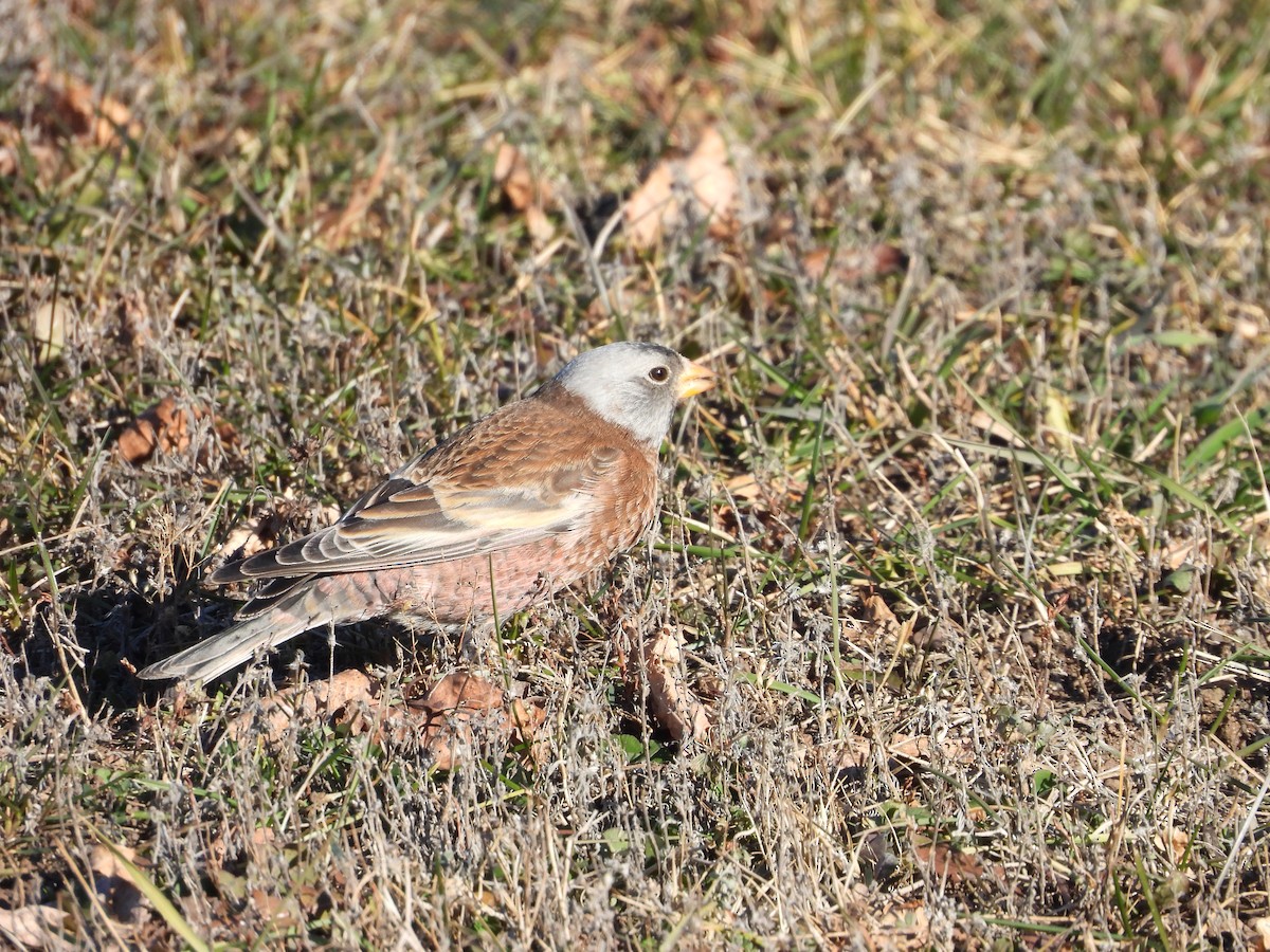 Gray-crowned Rosy-Finch (Hepburn's) - ML645424034