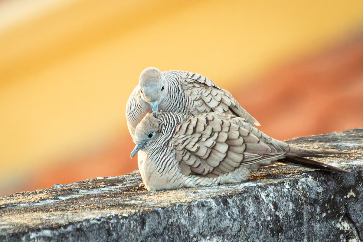 Zebra Dove - ML645424037