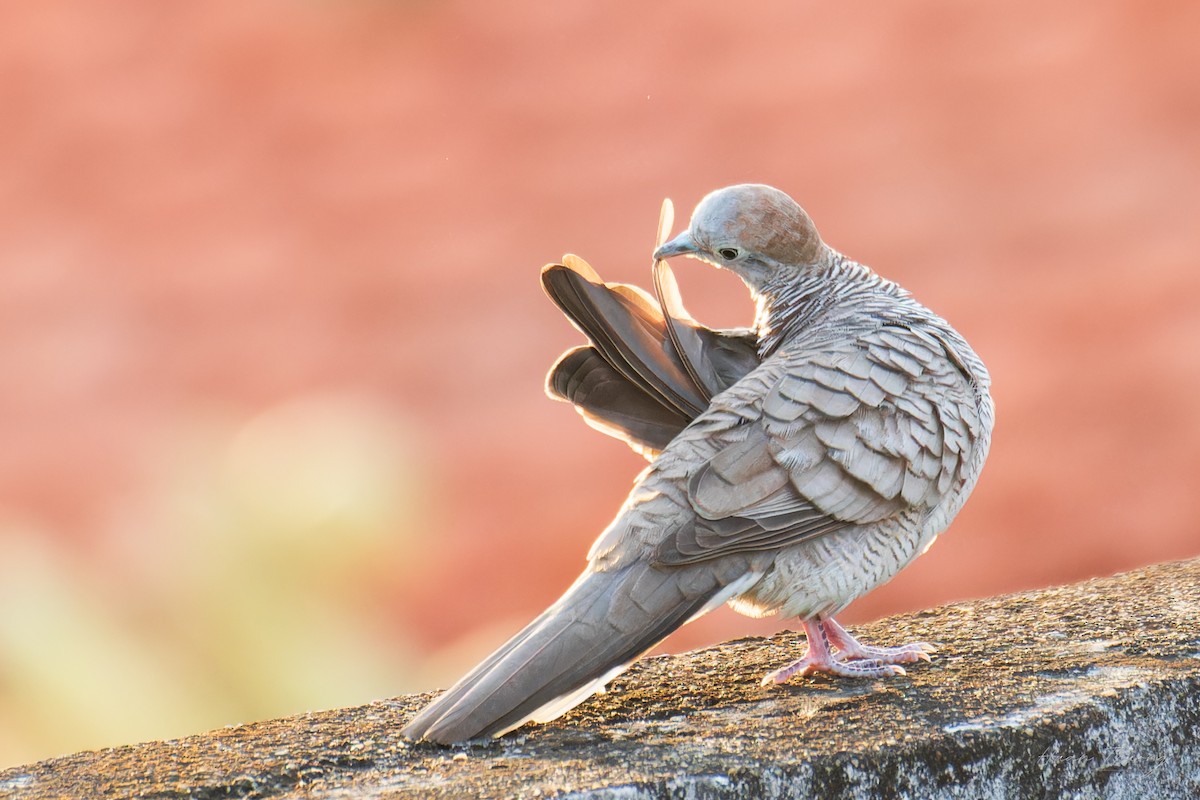 Zebra Dove - ML645424038