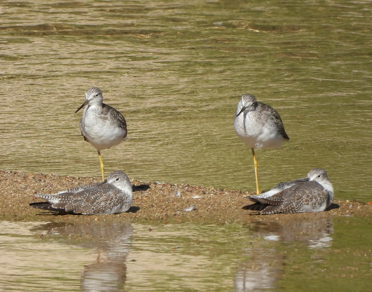 Grand Chevalier - ML645424050