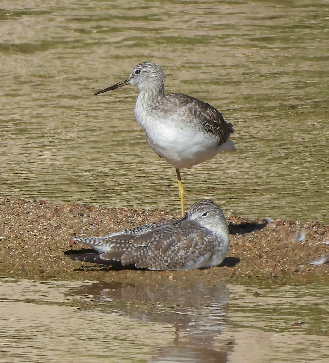 Grand Chevalier - ML645424052