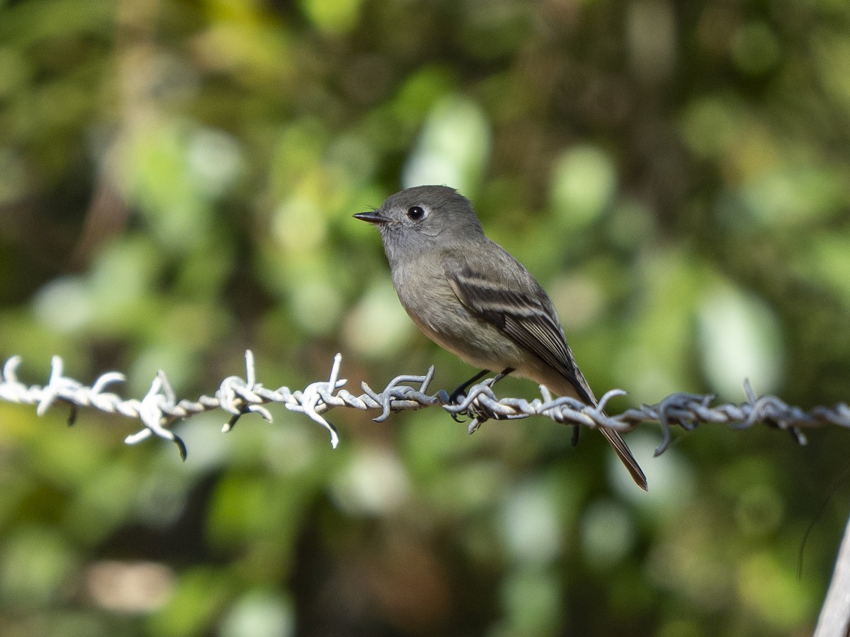 Hammond's Flycatcher - ML645424054