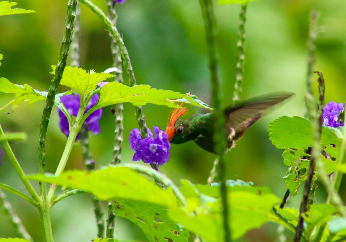 チャカザリハチドリ - ML645424056