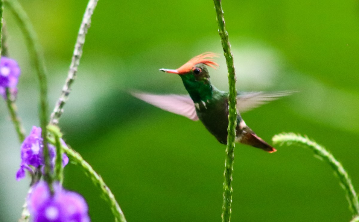 チャカザリハチドリ - ML645424057