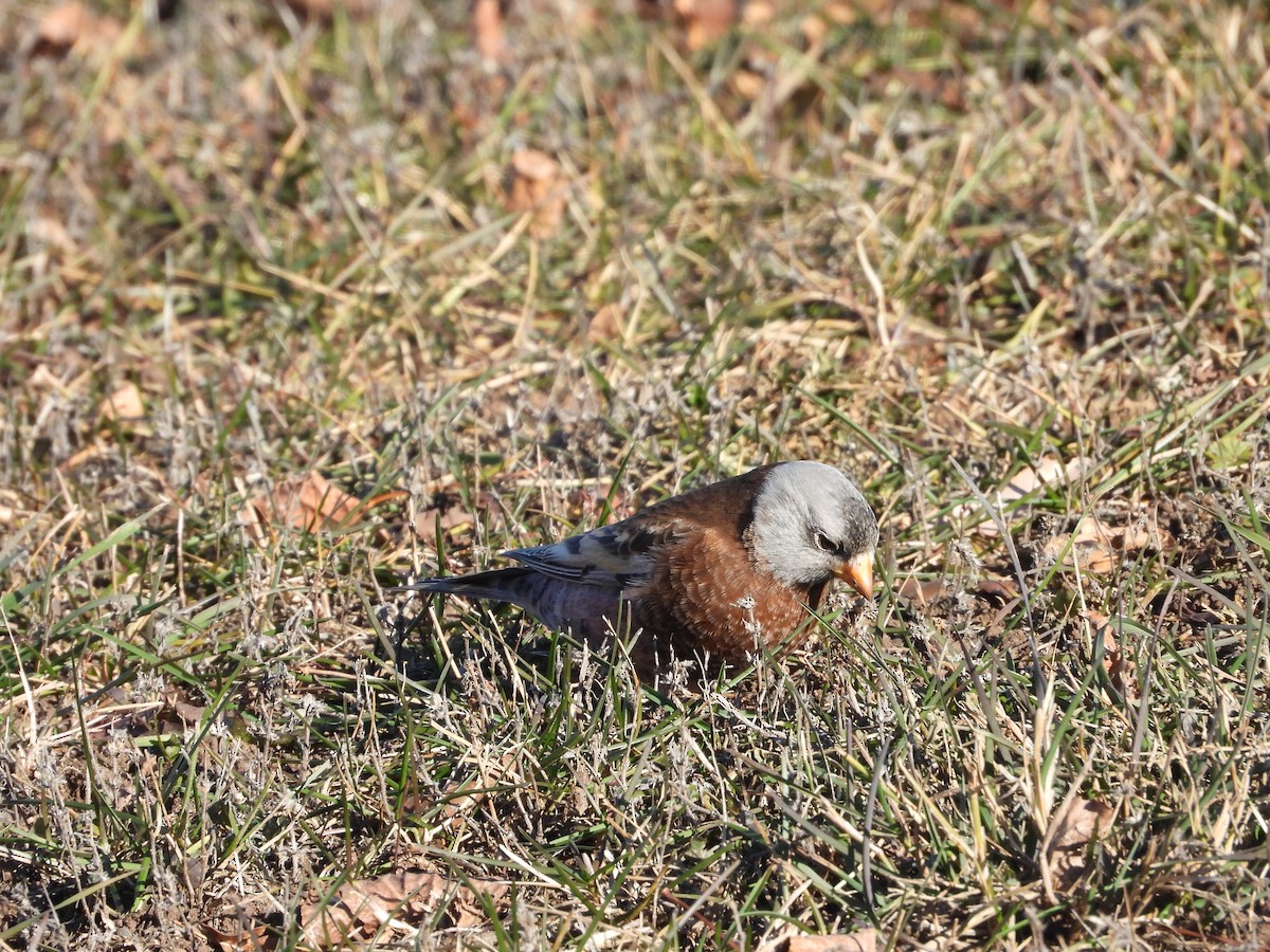 Gray-crowned Rosy-Finch (Hepburn's) - ML645424061