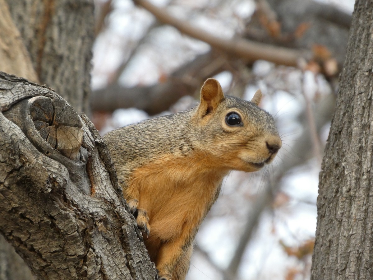 Animals - ML645424062