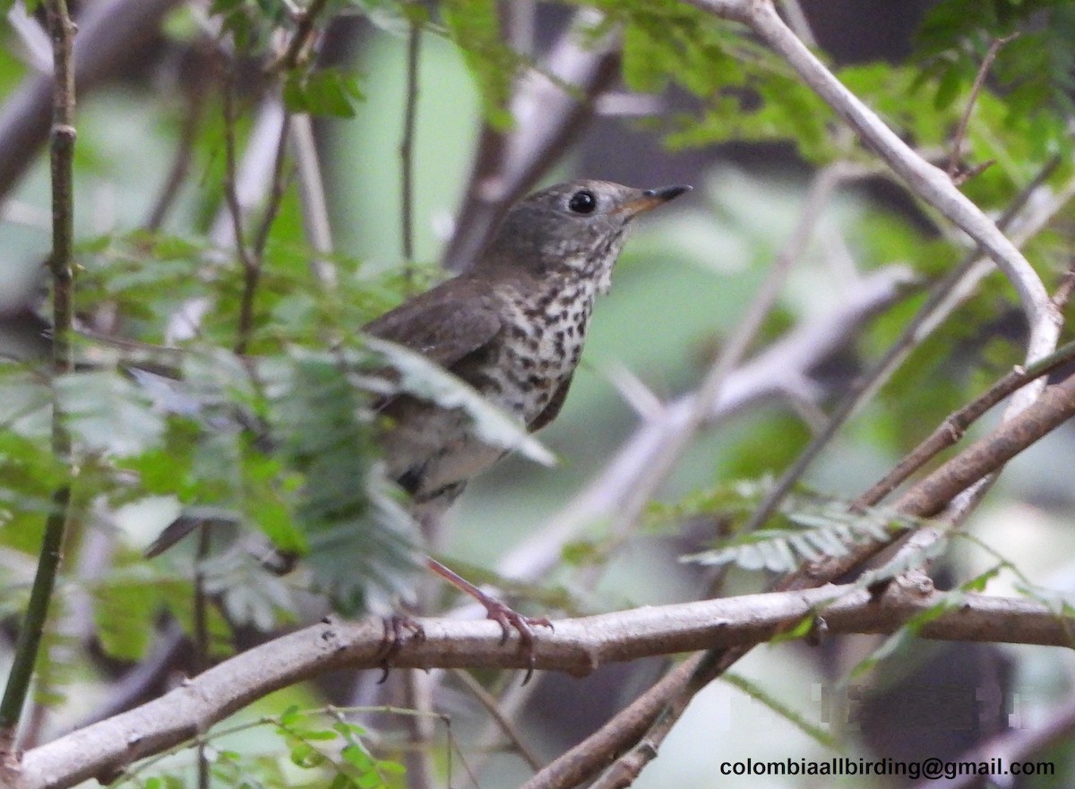 Grauwangen-Musendrossel - ML645424067