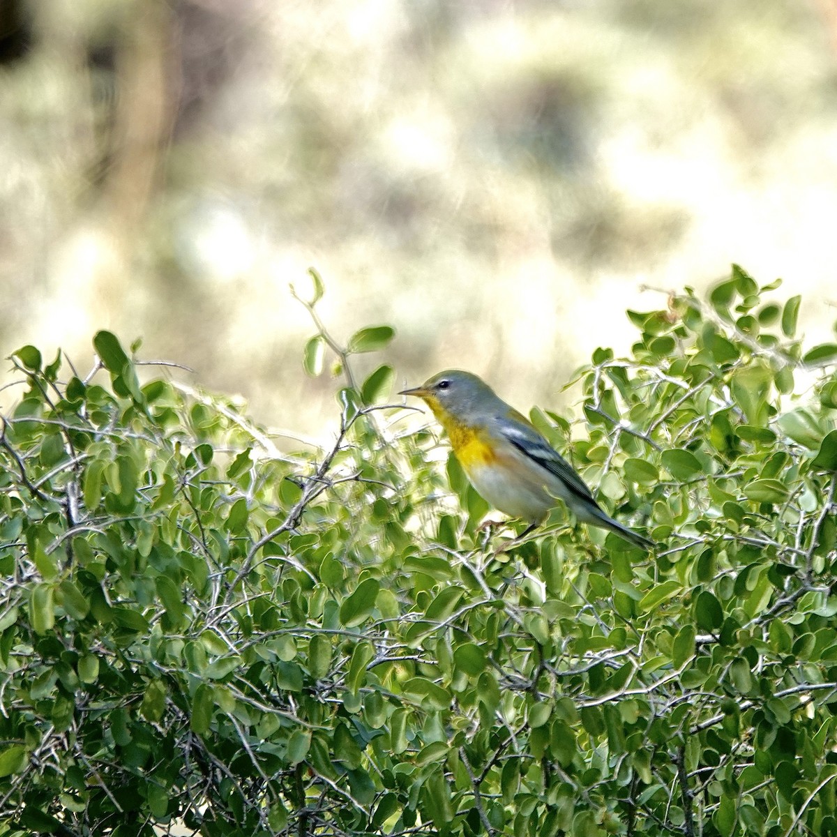 Northern Parula - ML645424075