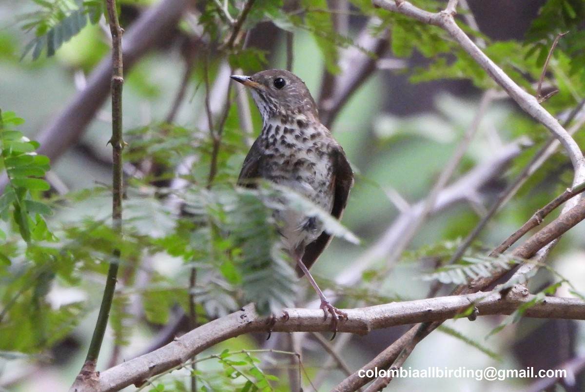 Grauwangen-Musendrossel - ML645424078