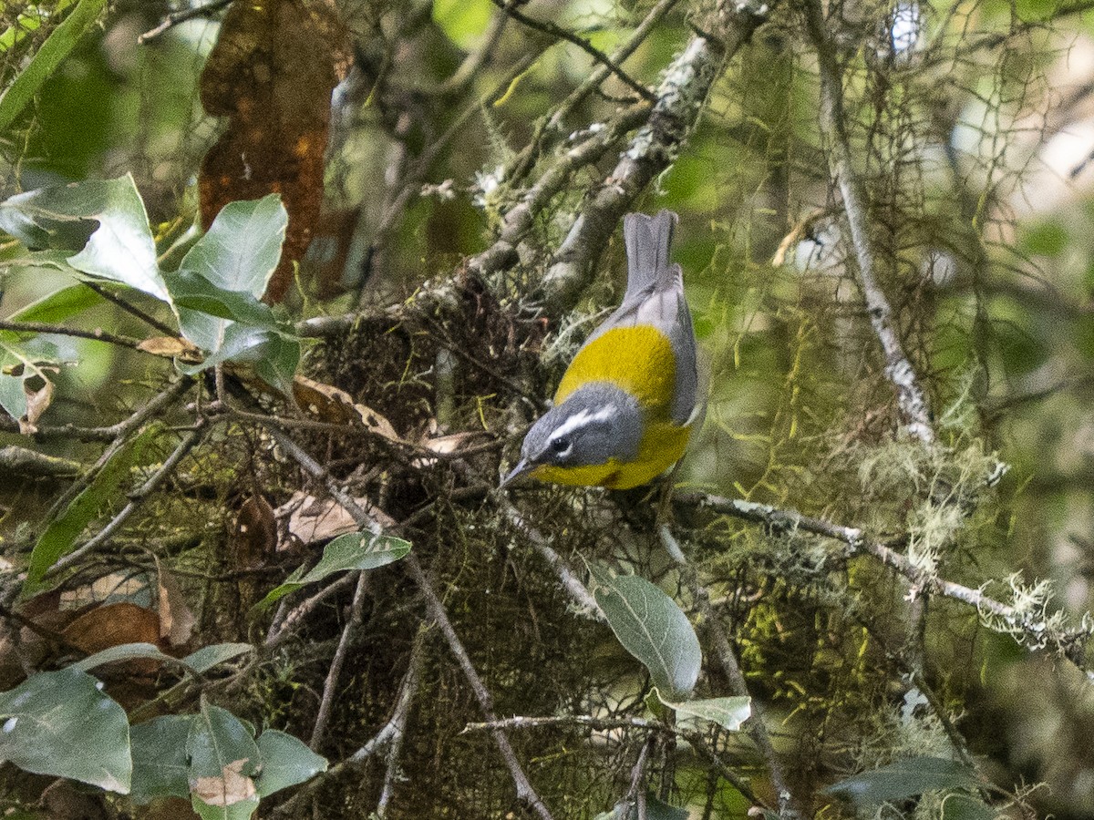 Crescent-chested Warbler - ML645424085