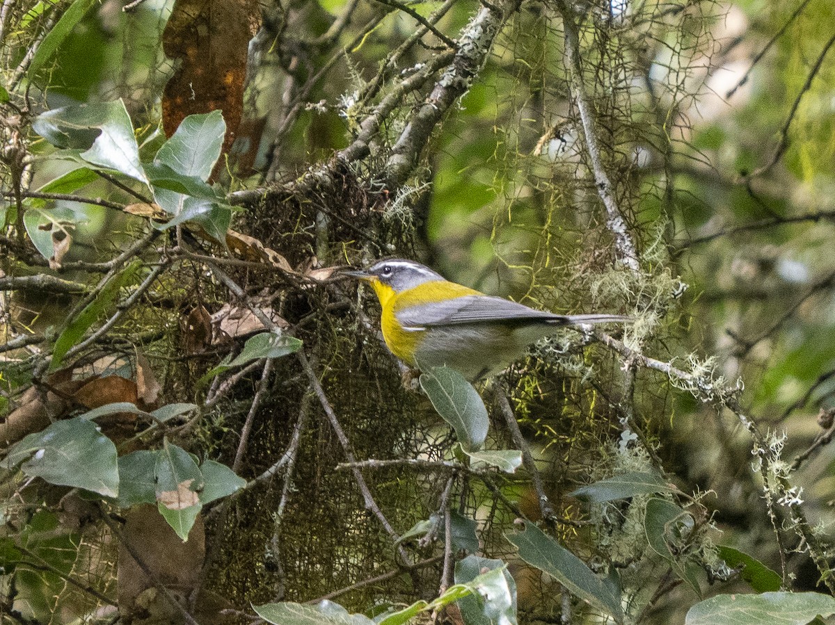 Crescent-chested Warbler - ML645424087