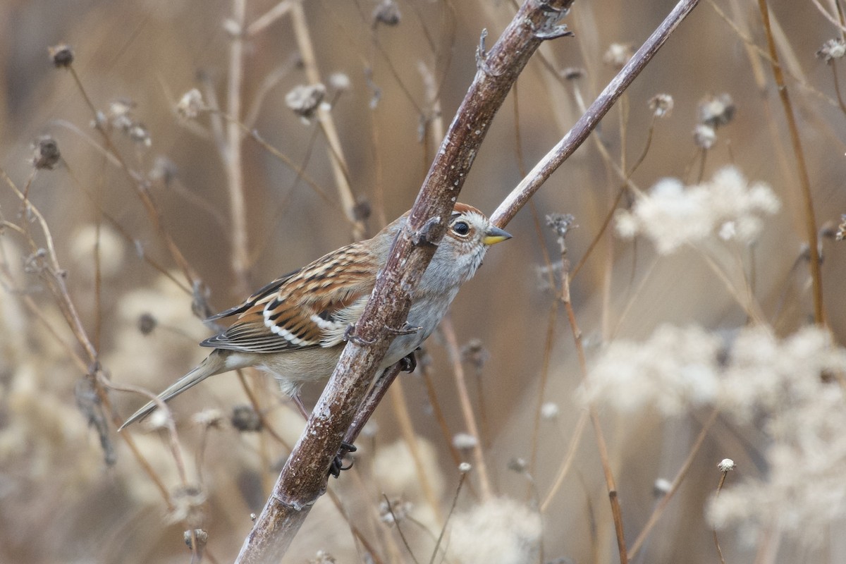 ムナフヒメドリ - ML645424089