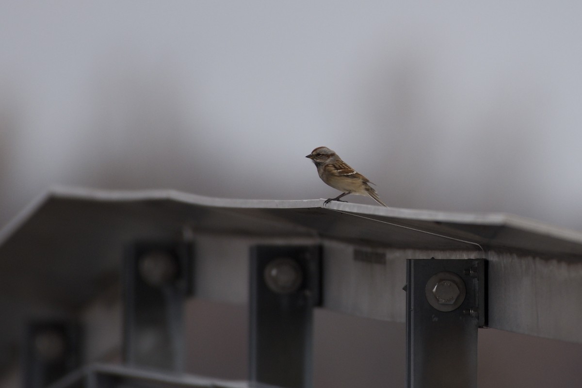 ムナフヒメドリ - ML645424091