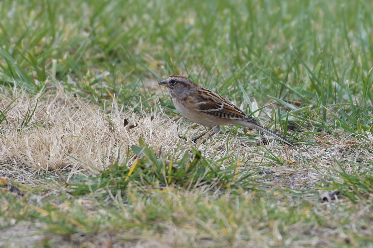 ムナフヒメドリ - ML645424092