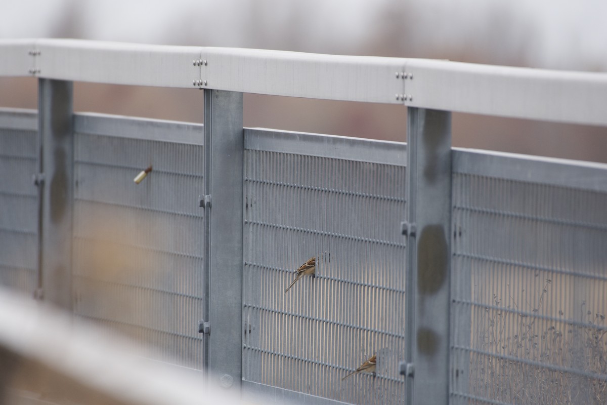 ムナフヒメドリ - ML645424094