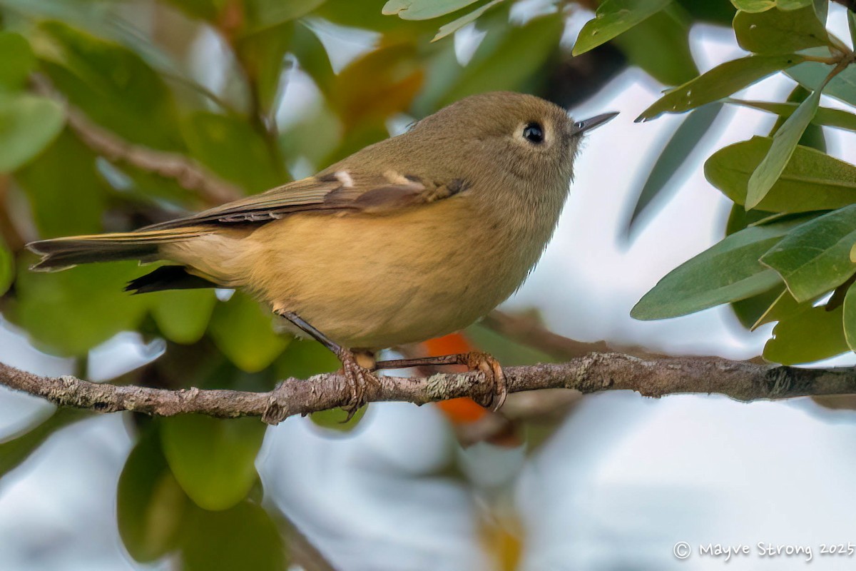 Ruby-crowned Kinglet - ML645424095