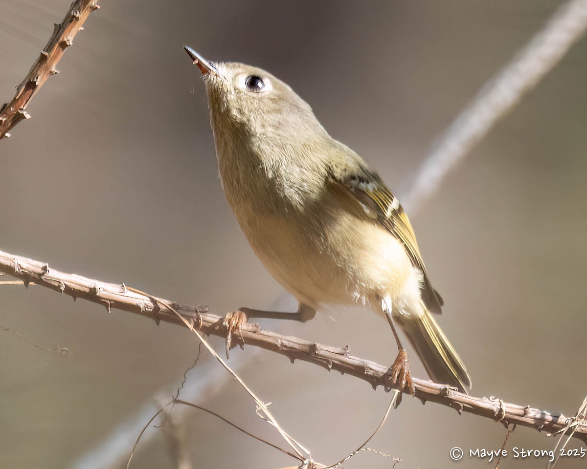 Ruby-crowned Kinglet - ML645424096