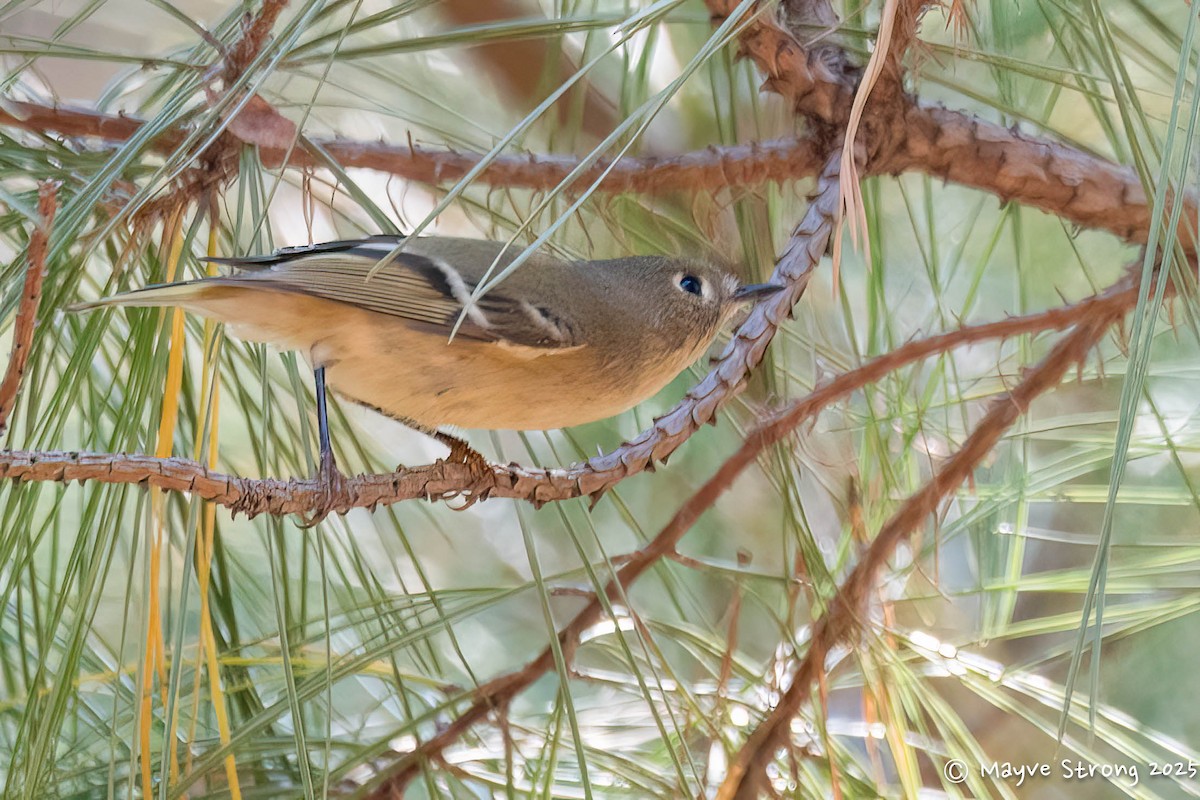 Ruby-crowned Kinglet - ML645424097
