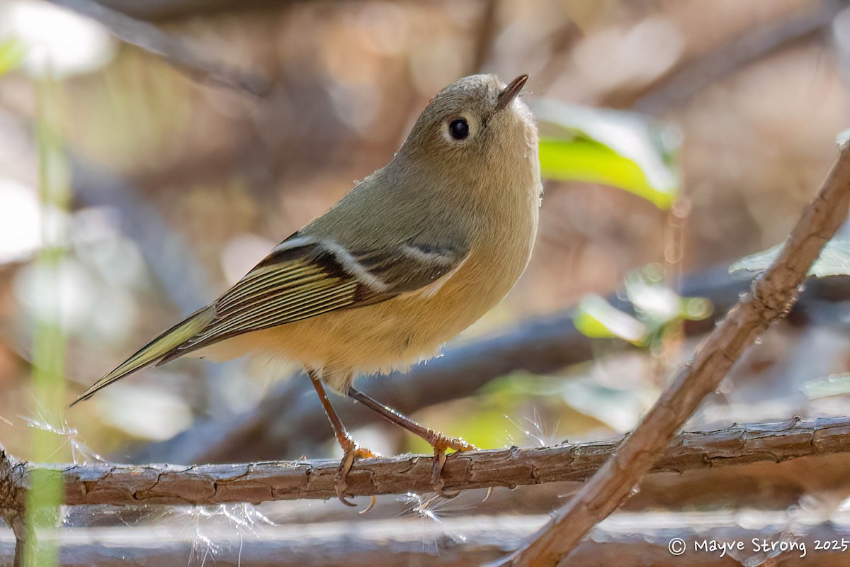 Ruby-crowned Kinglet - ML645424098