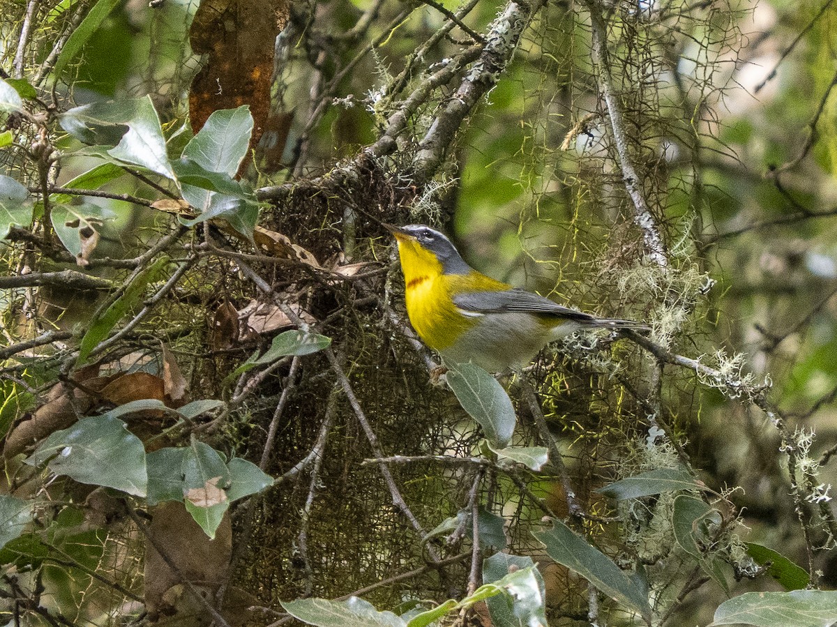 Crescent-chested Warbler - ML645424104