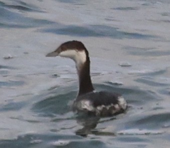 Txilinporta urrebelarria - ML645424112