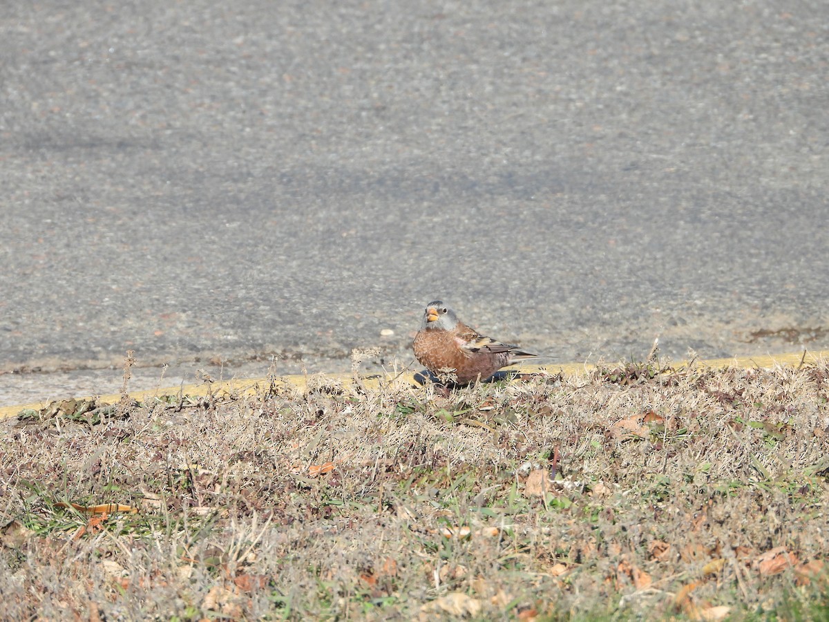 Gray-crowned Rosy-Finch (Hepburn's) - ML645424113