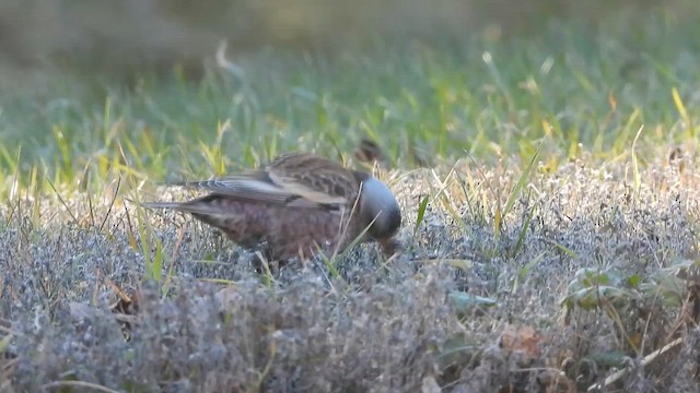 Gray-crowned Rosy-Finch (Hepburn's) - ML645424123