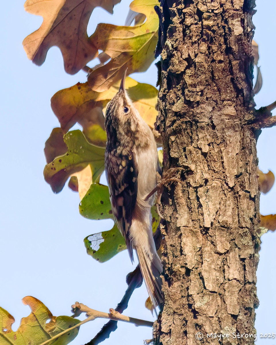 Brown Creeper - ML645424124