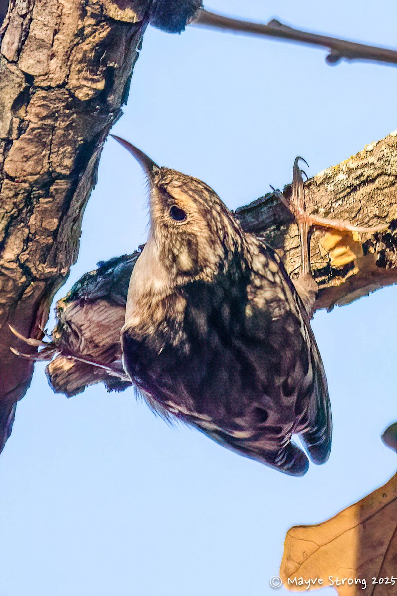 Brown Creeper - ML645424125