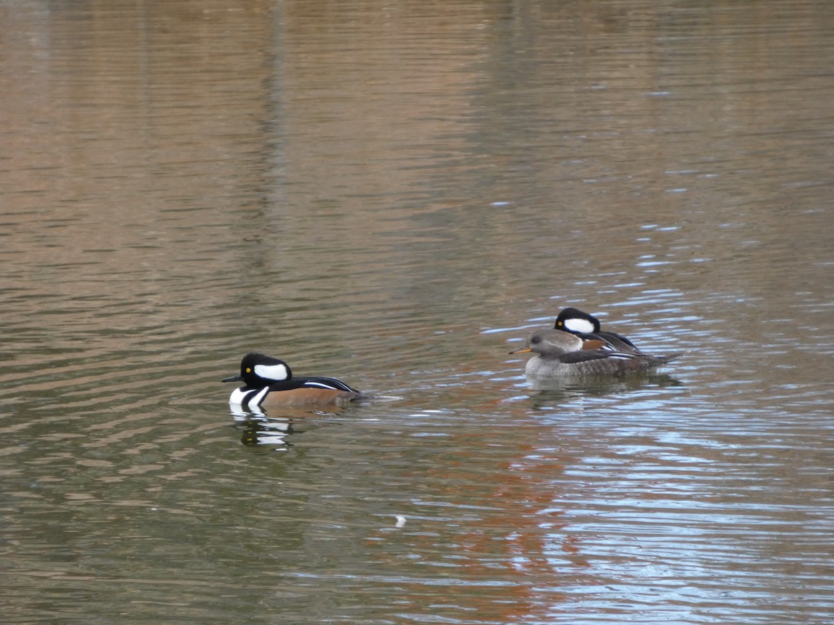 Hooded Merganser - ML645424126