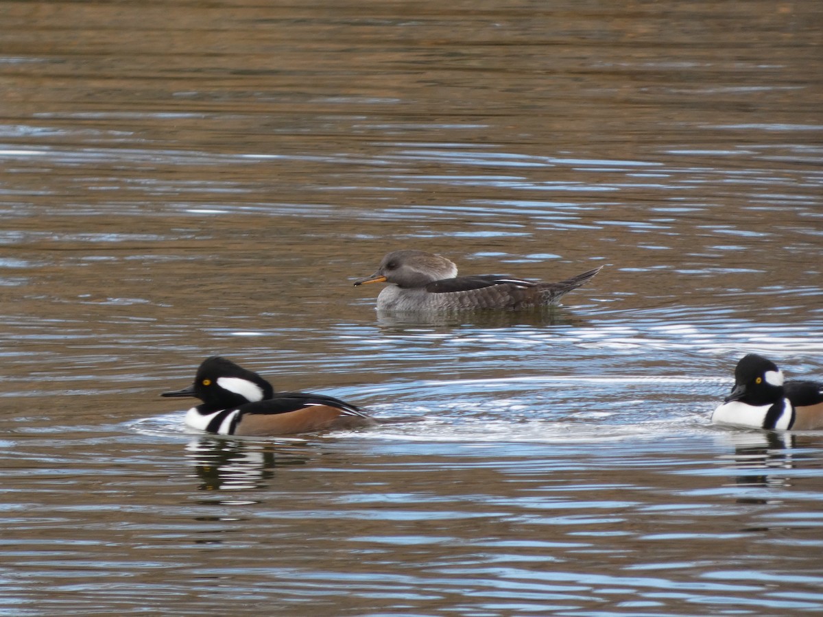 Hooded Merganser - ML645424127