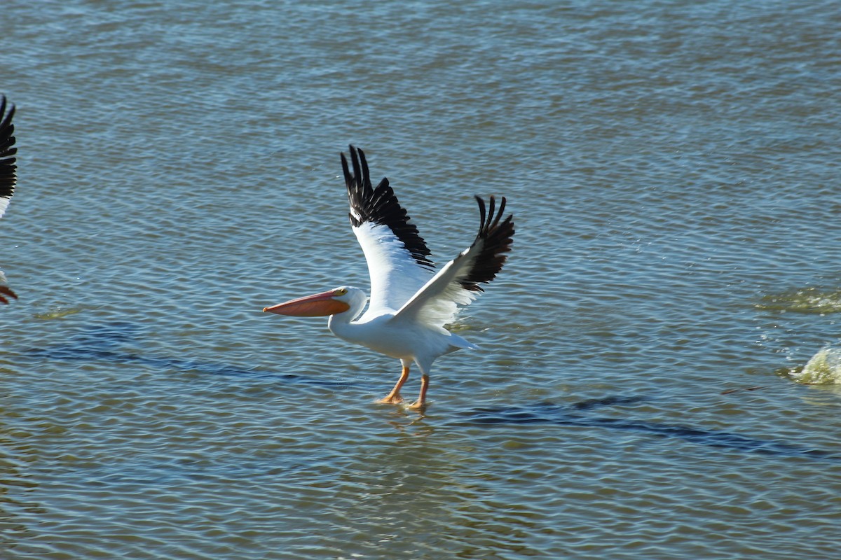 Amerika Pelikanı - ML645424129