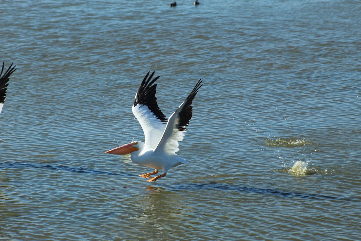 Amerika Pelikanı - ML645424130